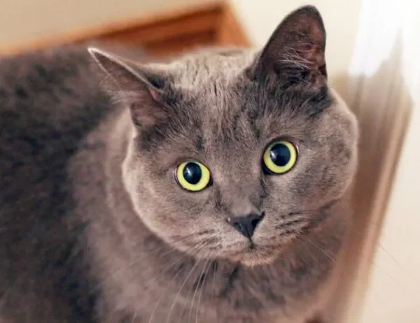 pets-6-2-880×462-1
